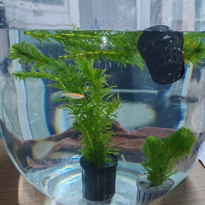 4 Peças de Cestos Fixos para A - Aquarium Fish Tank avaliação e preço
